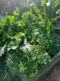 a garden bed with a lot of plants in it